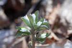 Virginia pennywort